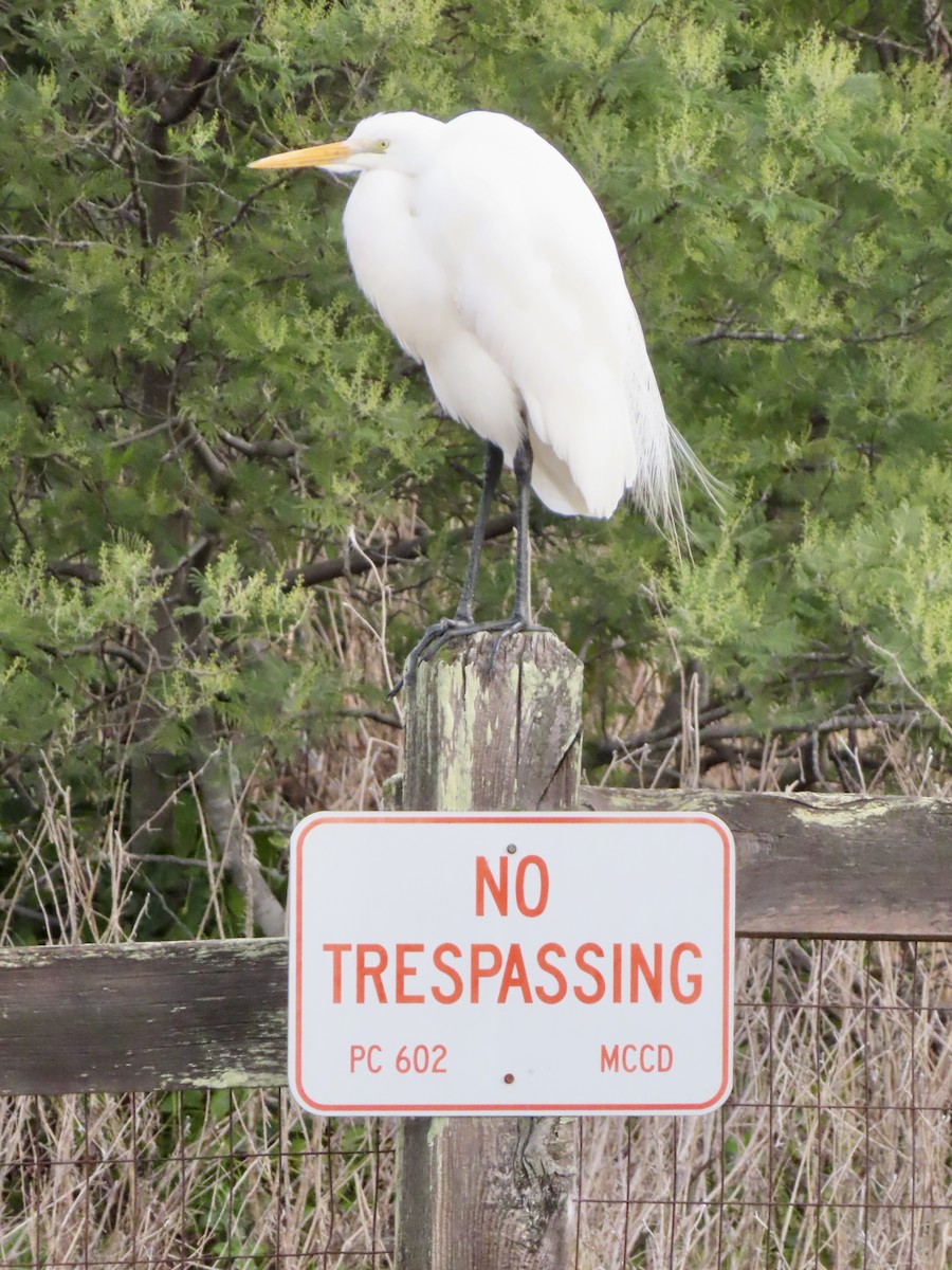 Great Egret - ML646198119