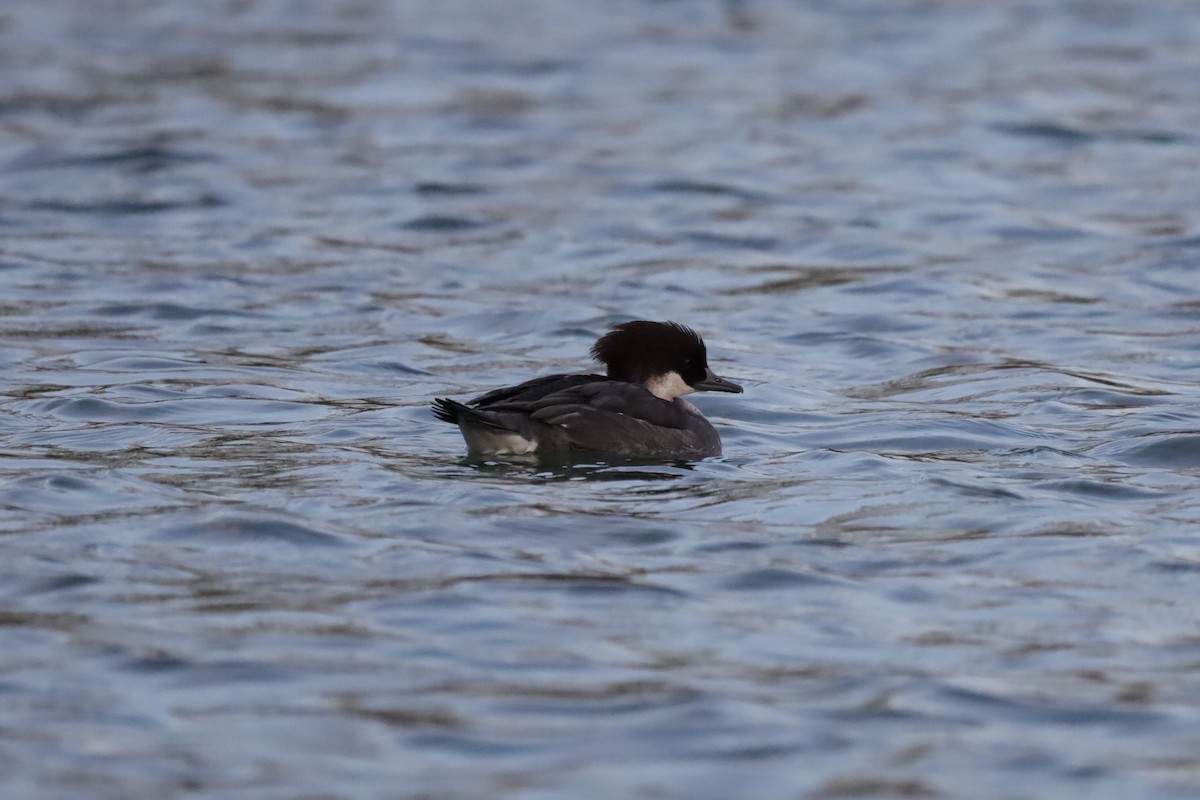 מרגון גמדי - ML646198124