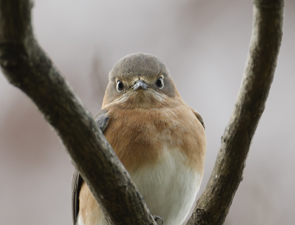 Eastern Bluebird - ML646198125