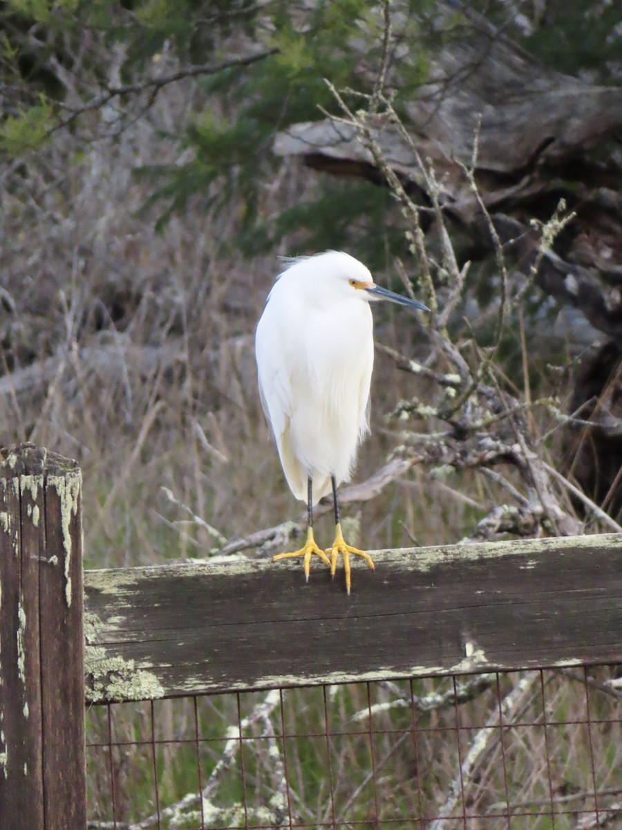 Snowy Egret - ML646198126
