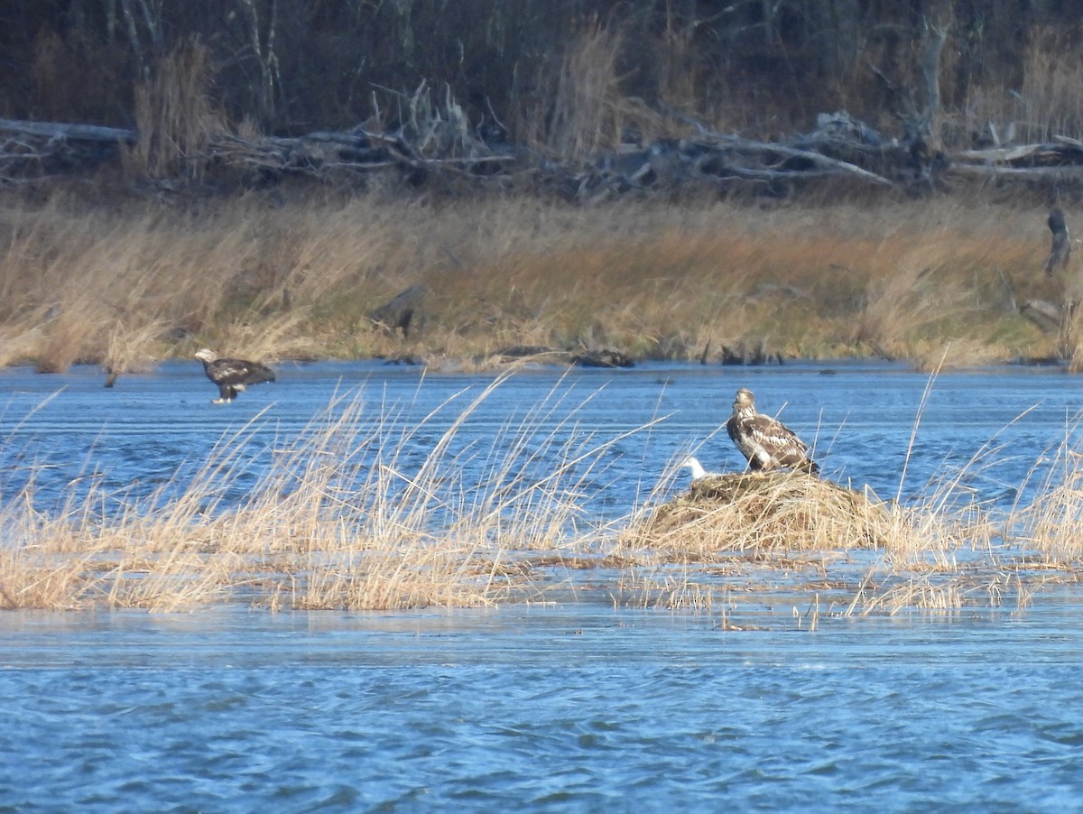 Itsas arrano buruzuria - ML646198130