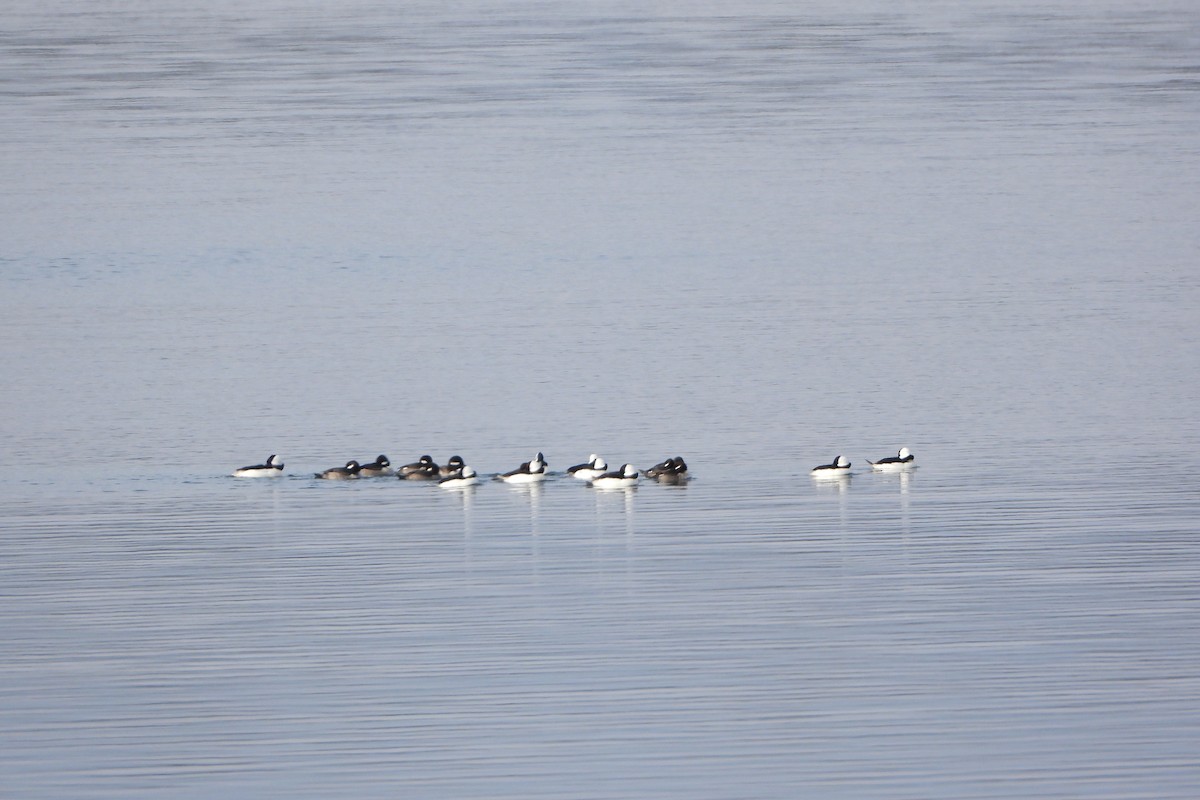 Bufflehead - ML646198131