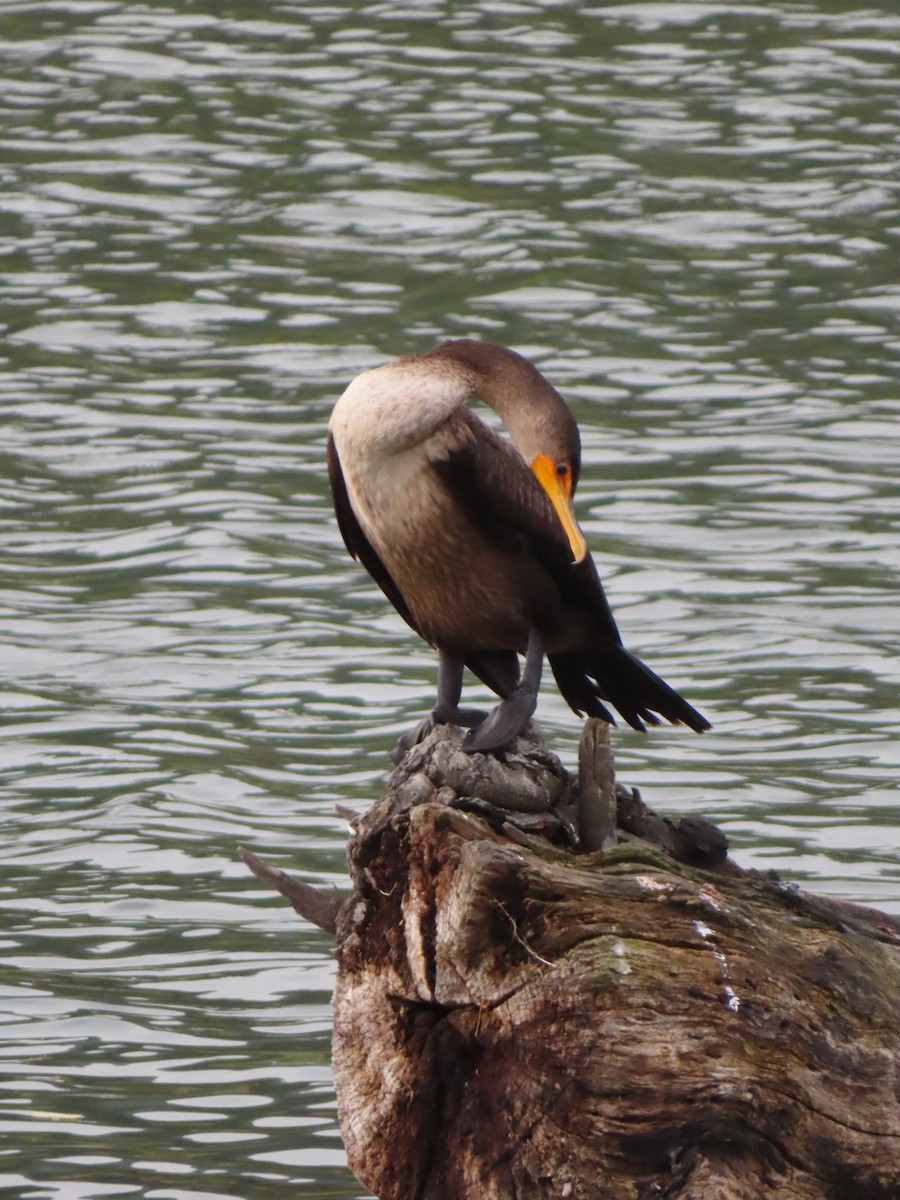 Double-crested Cormorant - ML646198132