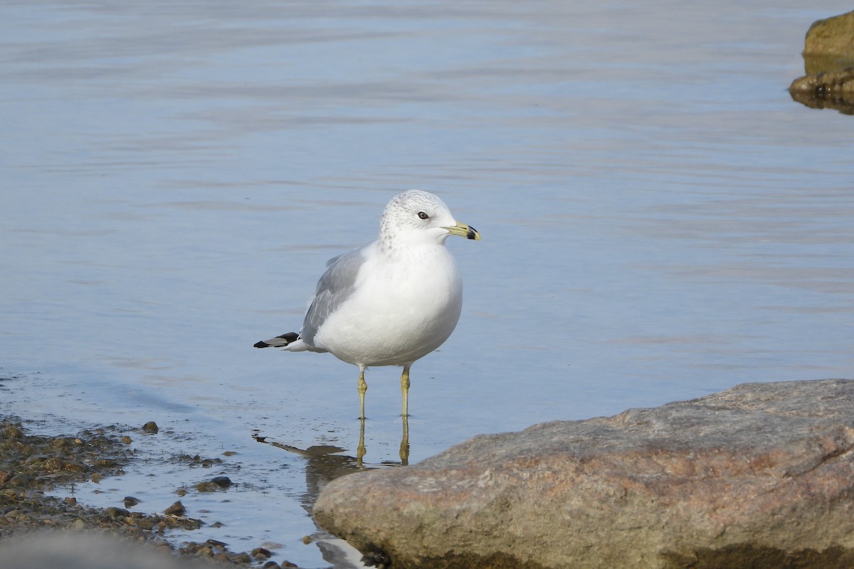 Ring-billed Gull - ML646198133