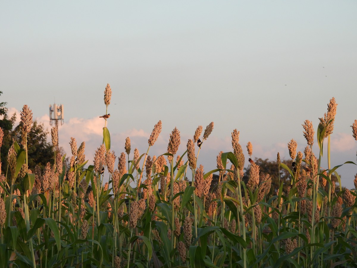Tricolored Munia - ML646198142