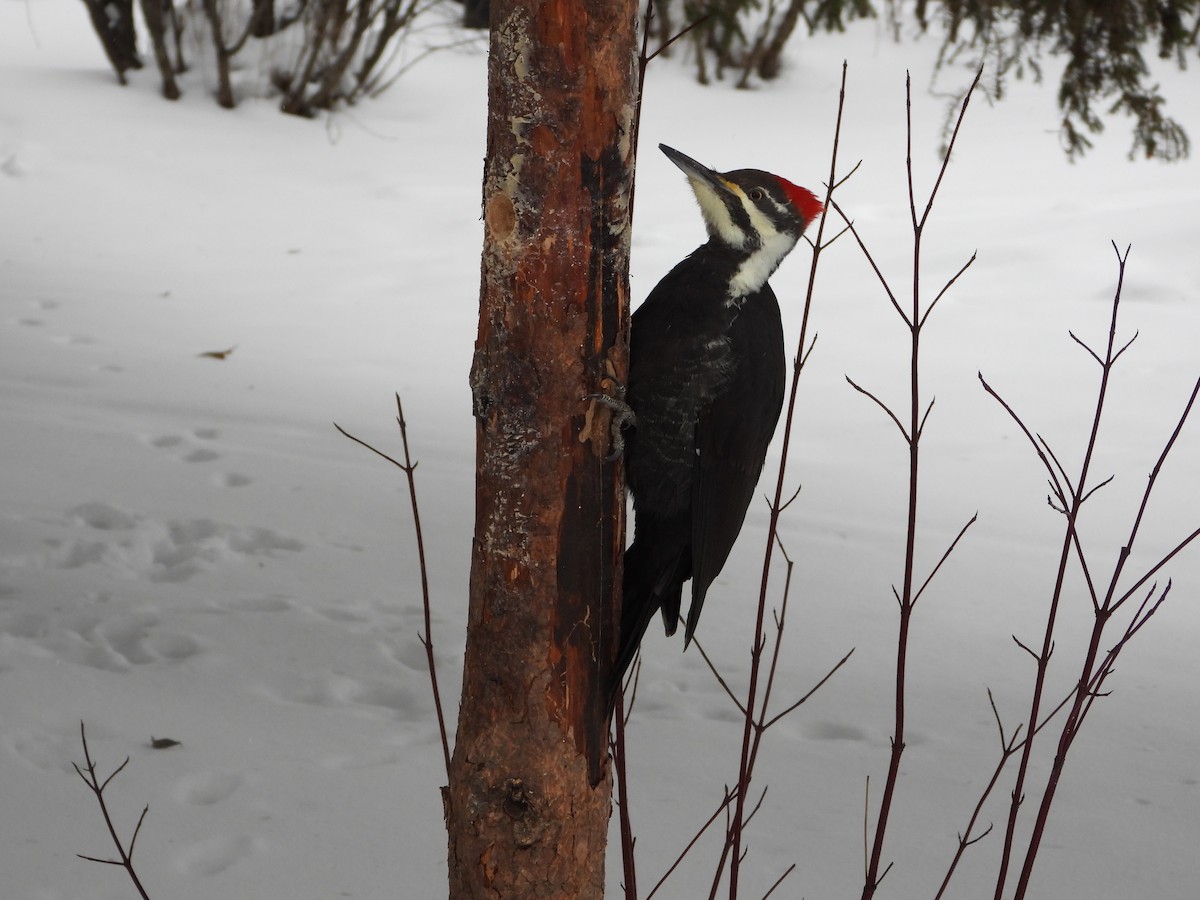 Pileated Woodpecker - ML646198144