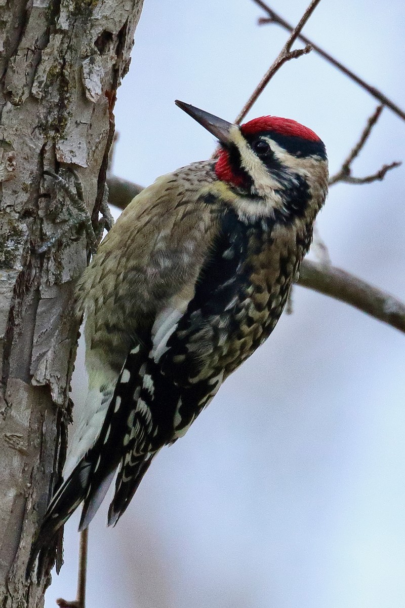 datel rudohrdlý - ML646198150