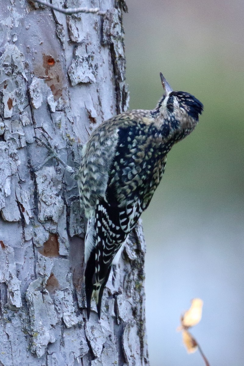 datel rudohrdlý - ML646198151