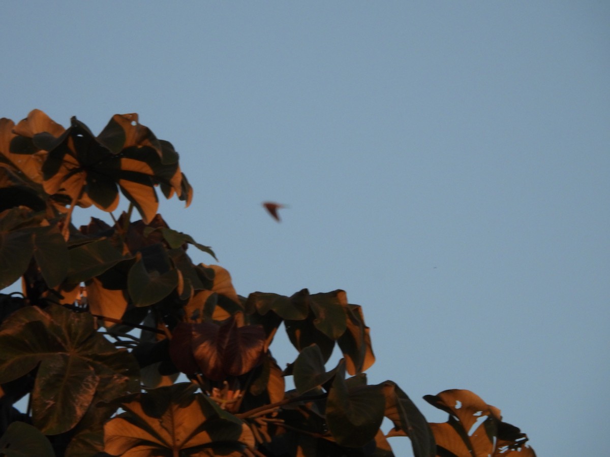 American Kestrel - ML646198170