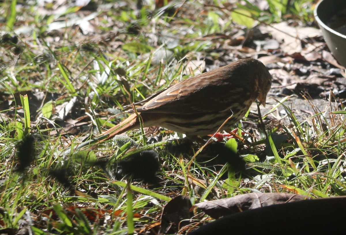 Fox Sparrow - ML646198171