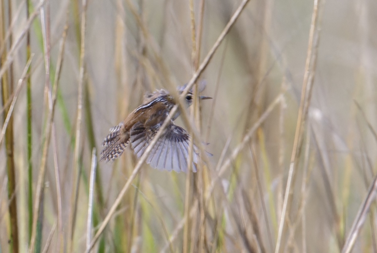Marsh Wren - ML646198172