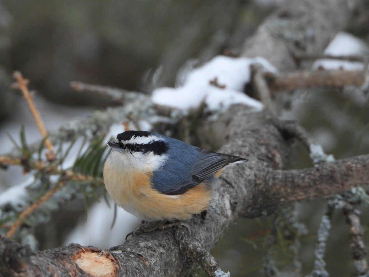 Red-breasted Nuthatch - ML646198176