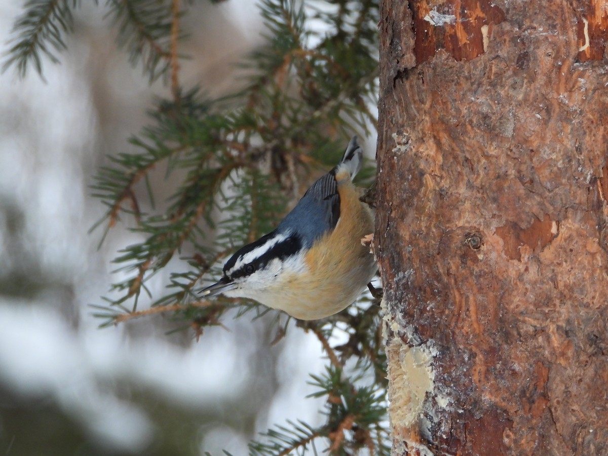Red-breasted Nuthatch - ML646198177