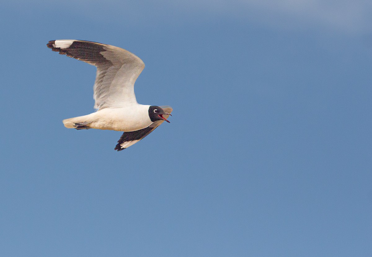 Andean Gull - ML646198183