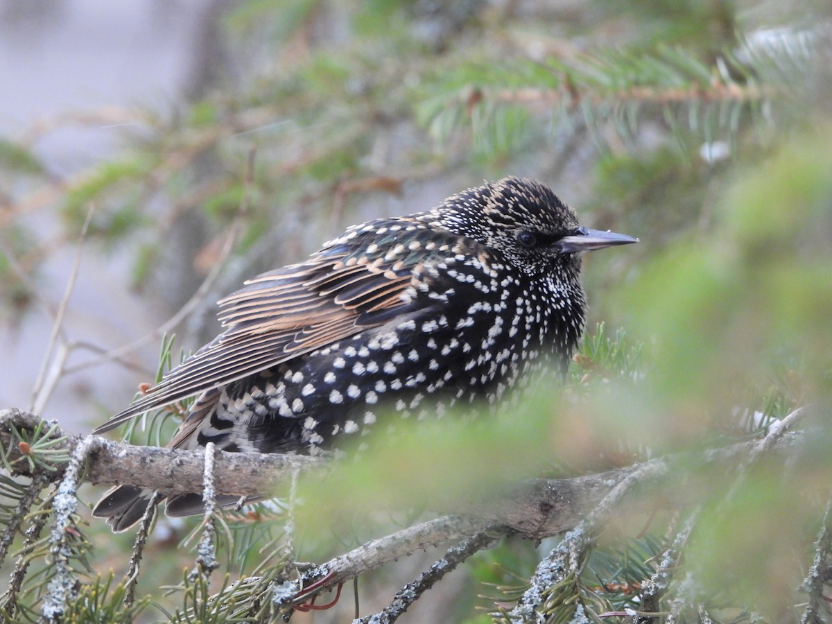 European Starling - ML646198184