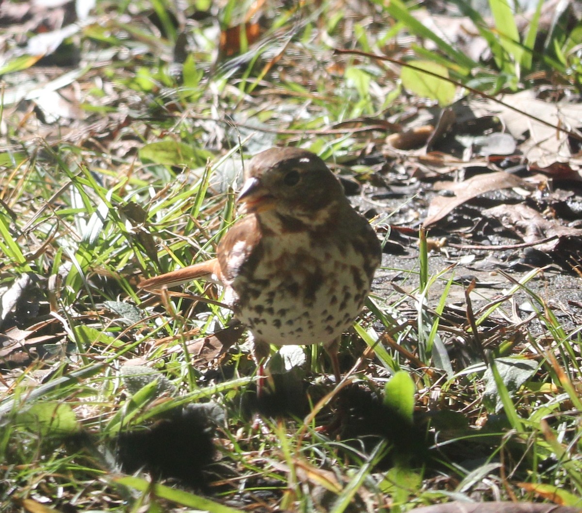 Fox Sparrow - ML646198185