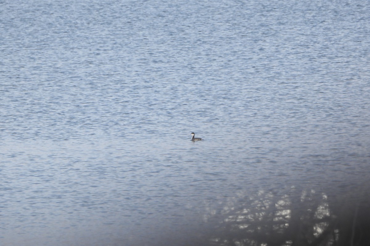 Horned Grebe - ML646198186