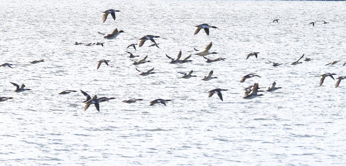 Common Merganser - ML646198187