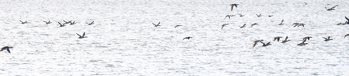 Common Merganser - ML646198188