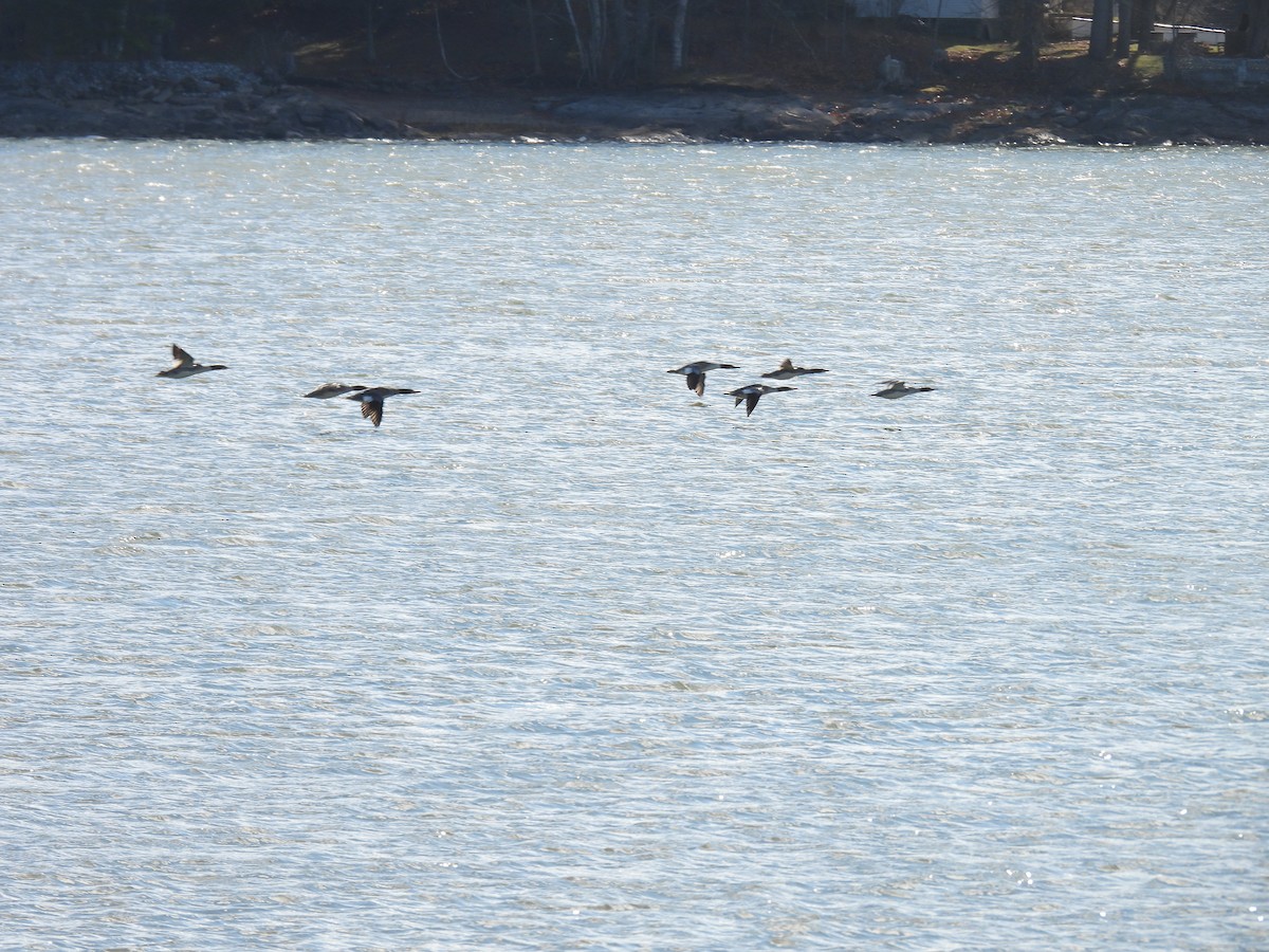 Common Merganser - ML646198189