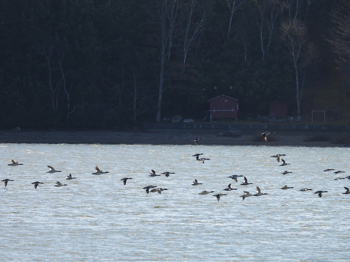 Common Merganser - ML646198190