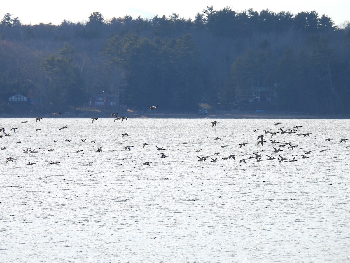 Common Merganser - ML646198191