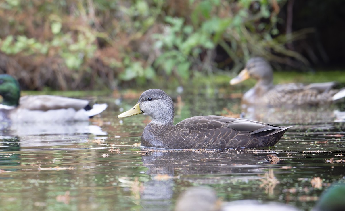 American Black/Mottled Duck - ML646198192