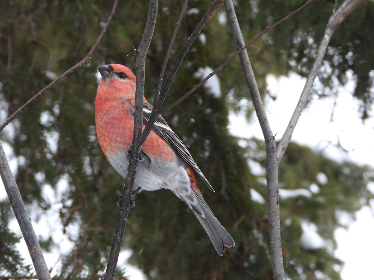 Pine Grosbeak - ML646198198