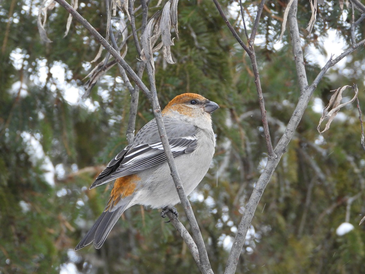 Pine Grosbeak - ML646198200