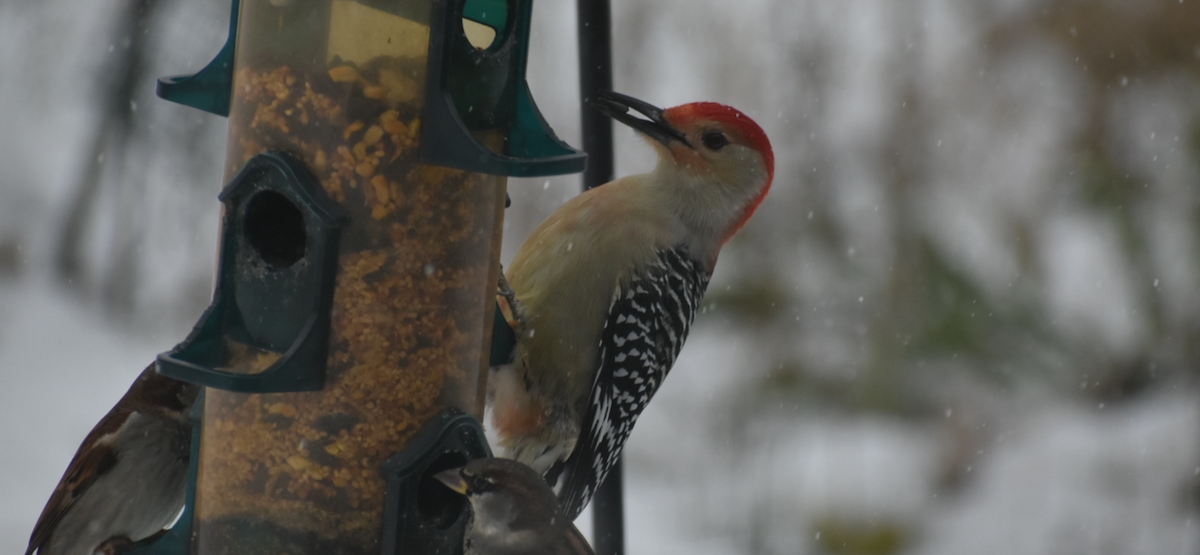 Red-bellied Woodpecker - ML646198202