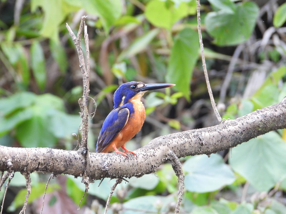 ledňáček azurový - ML646198209