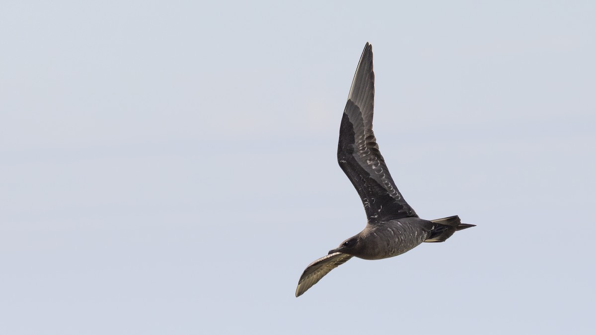 Parasitic Jaeger - ML646198213