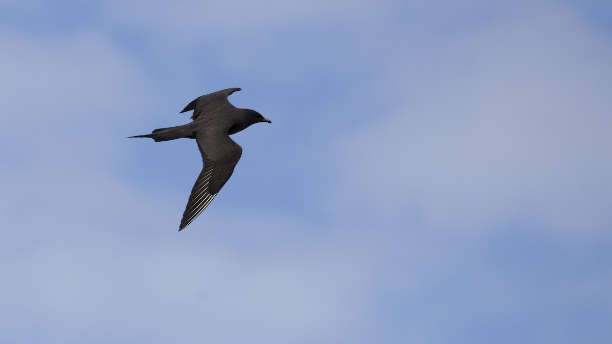 Parasitic Jaeger - ML646198215