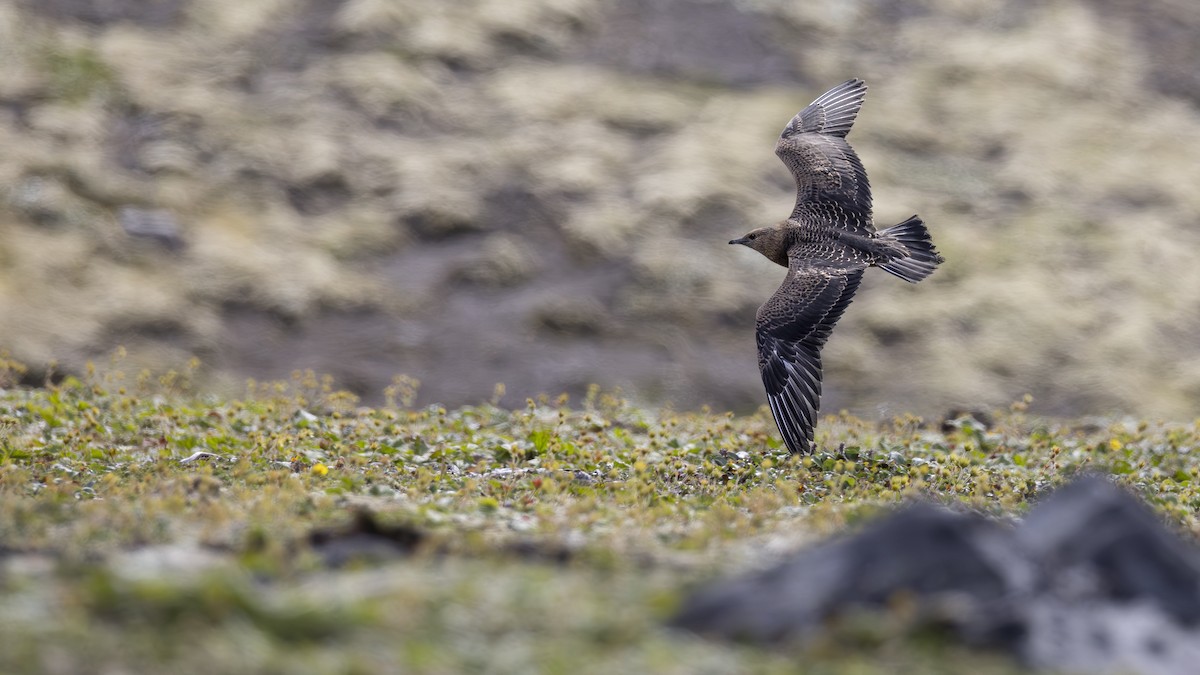Parasitic Jaeger - ML646198216
