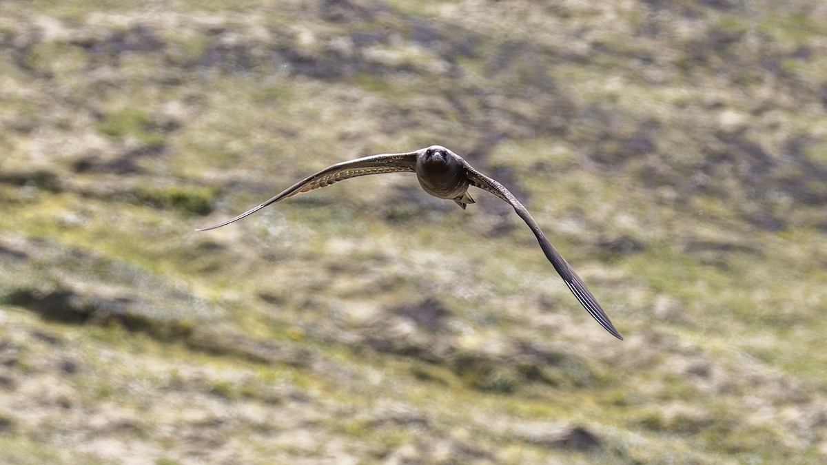 Parasitic Jaeger - ML646198219