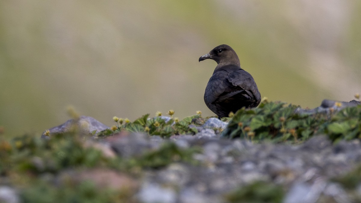 Parasitic Jaeger - ML646198220