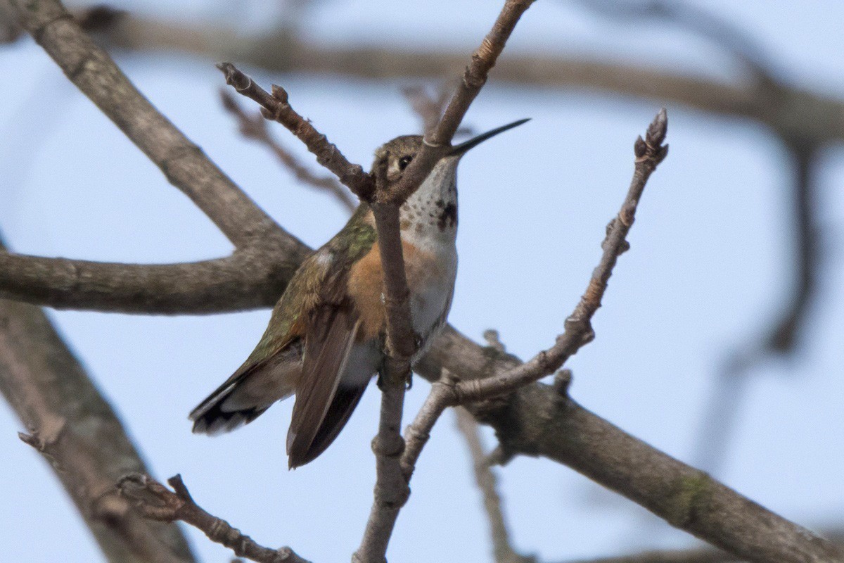 Rufous Hummingbird - ML646198223