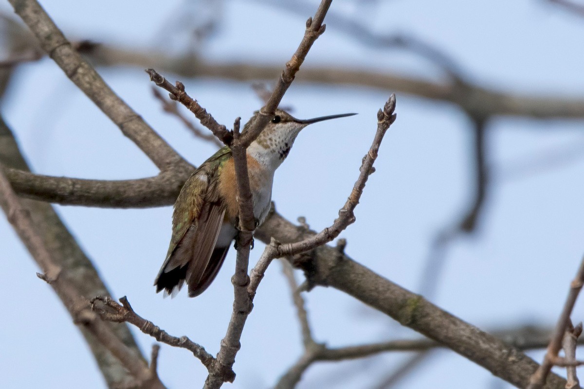 Rufous Hummingbird - ML646198224