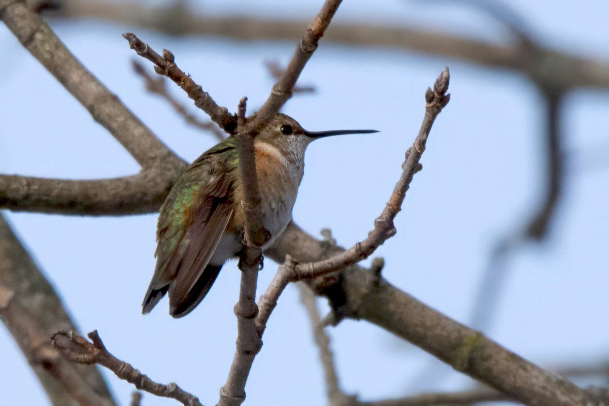 Rufous Hummingbird - ML646198226