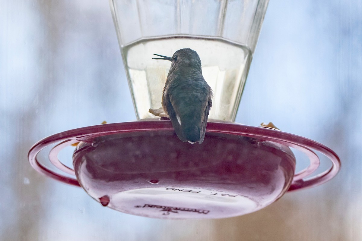 Rufous Hummingbird - ML646198228