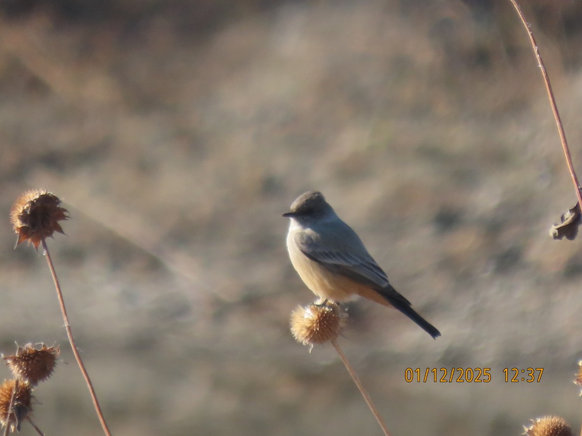Say's Phoebe - ML646198232