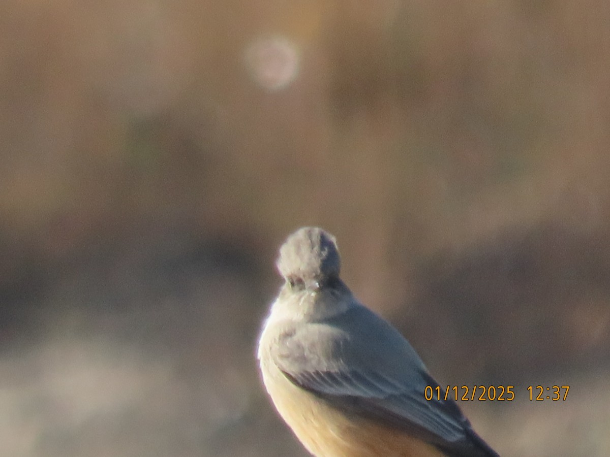 Say's Phoebe - ML646198233