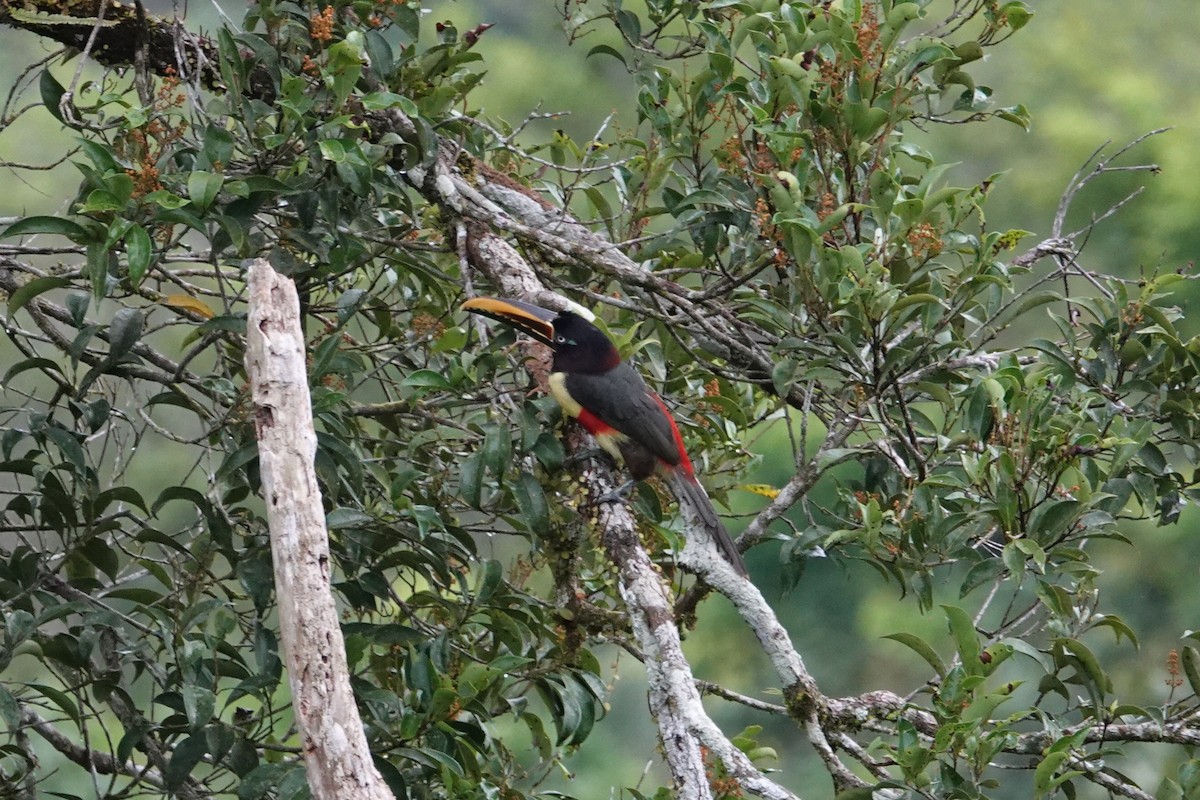 arassari hnědouchý - ML646198235