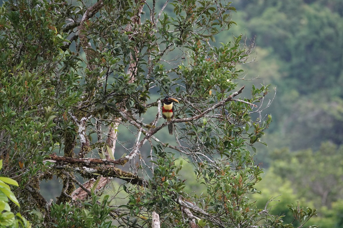 arassari hnědouchý - ML646198237
