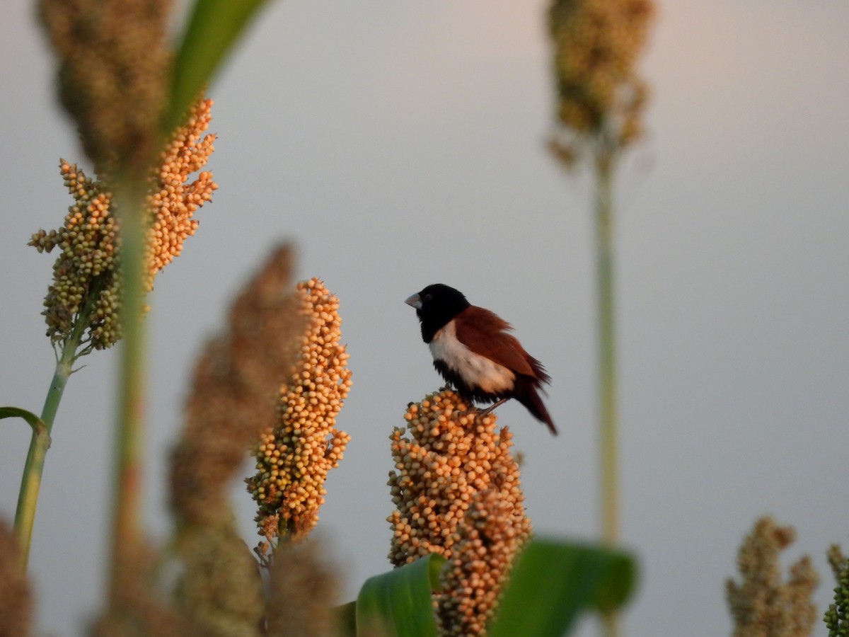 Tricolored Munia - ML646198254