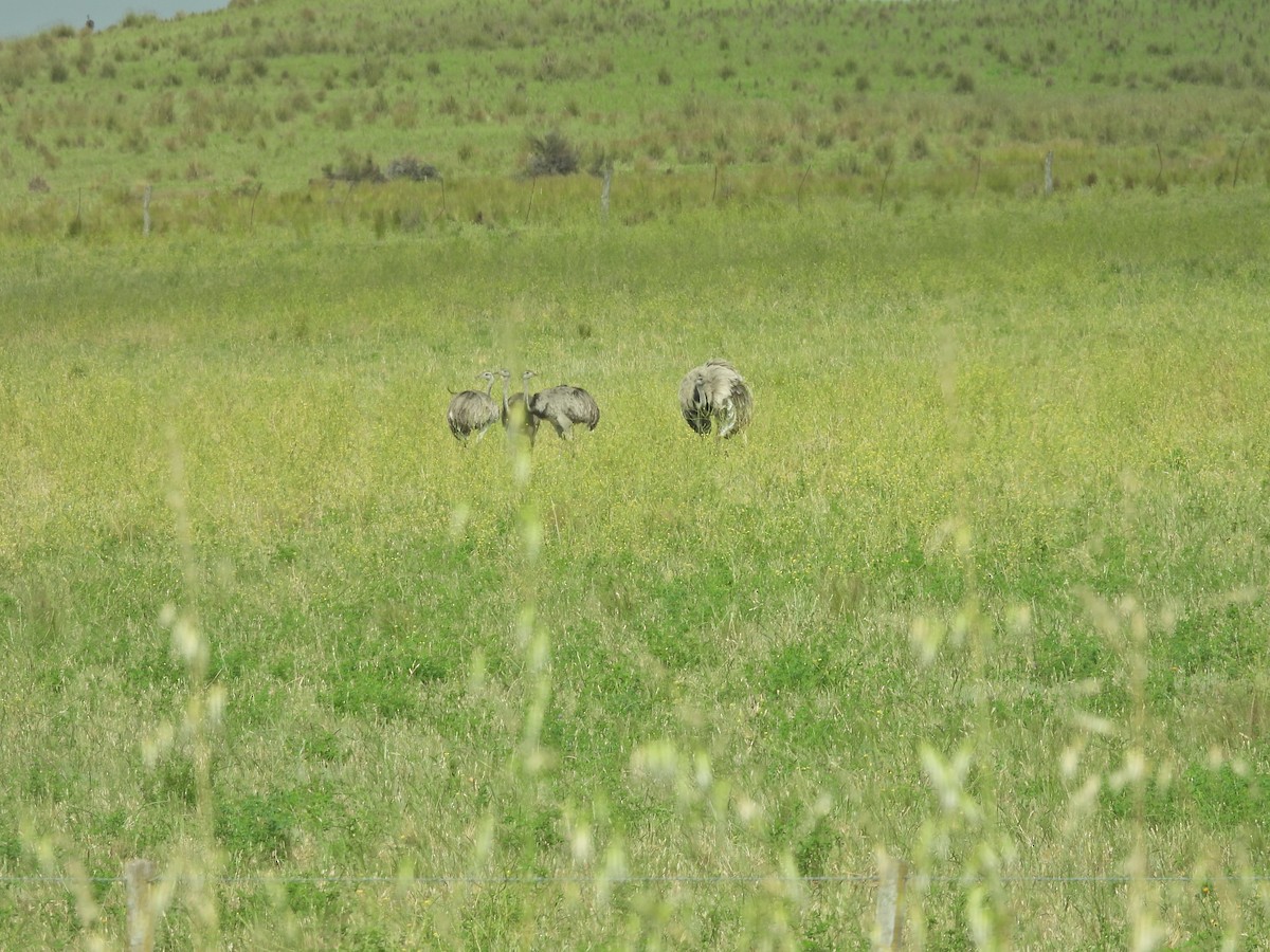 Greater Rhea - ML646198267