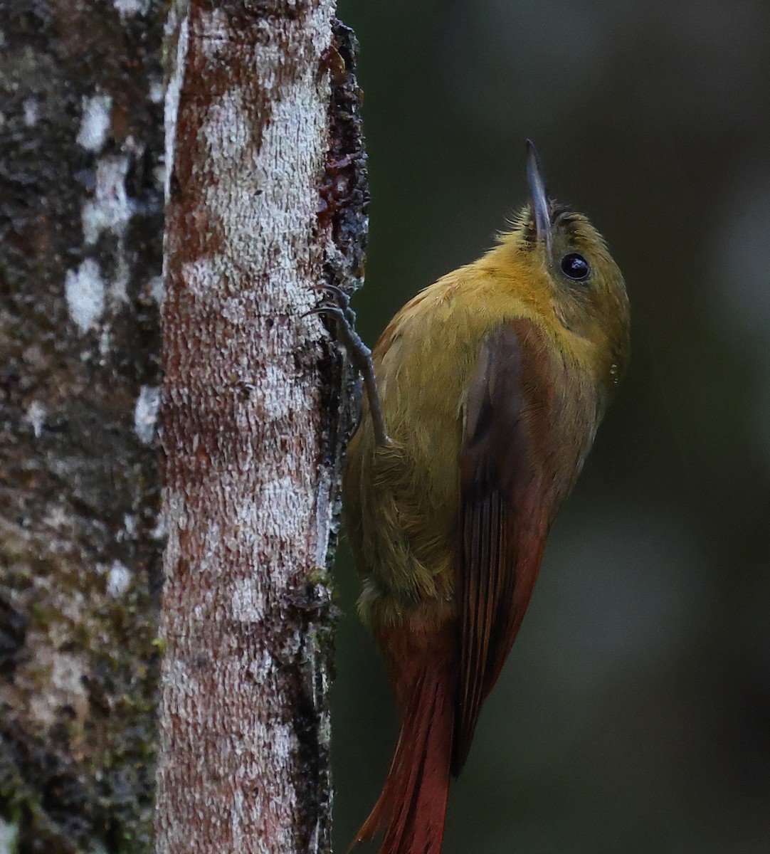 Olivaceous Woodcreeper - ML646198268