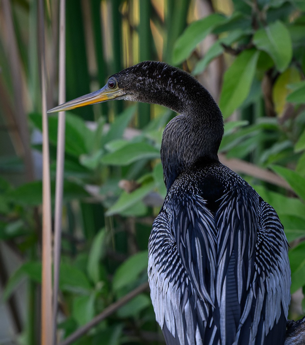 Anhinga - ML646198271