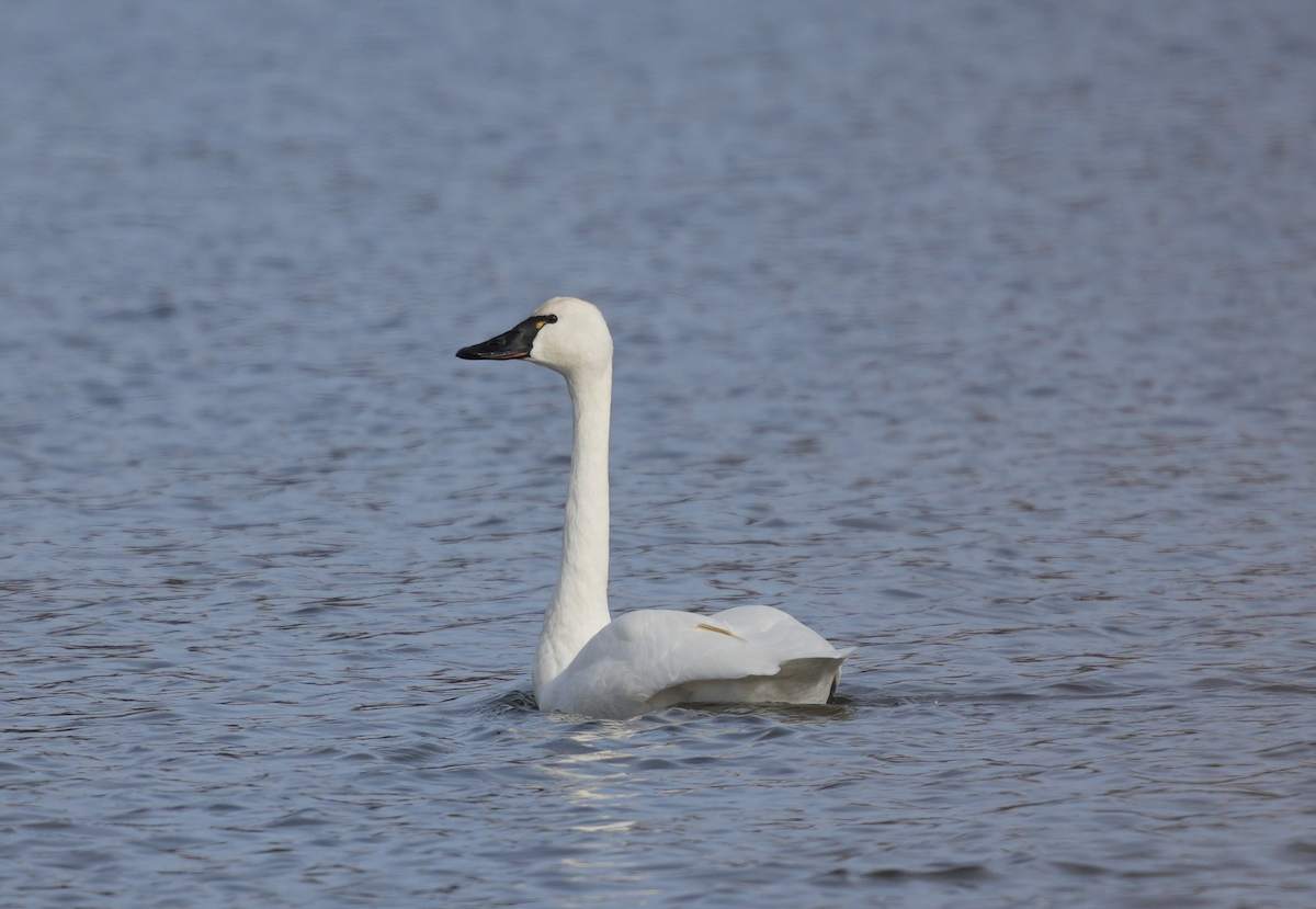 Tundra Swan - ML646198273