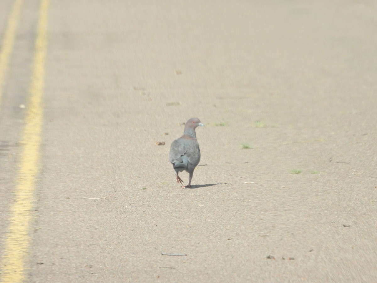 Pikazuro Güvercini - ML646198278
